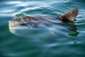 Cape Town: Marine Wildlife Cruise and City Tour