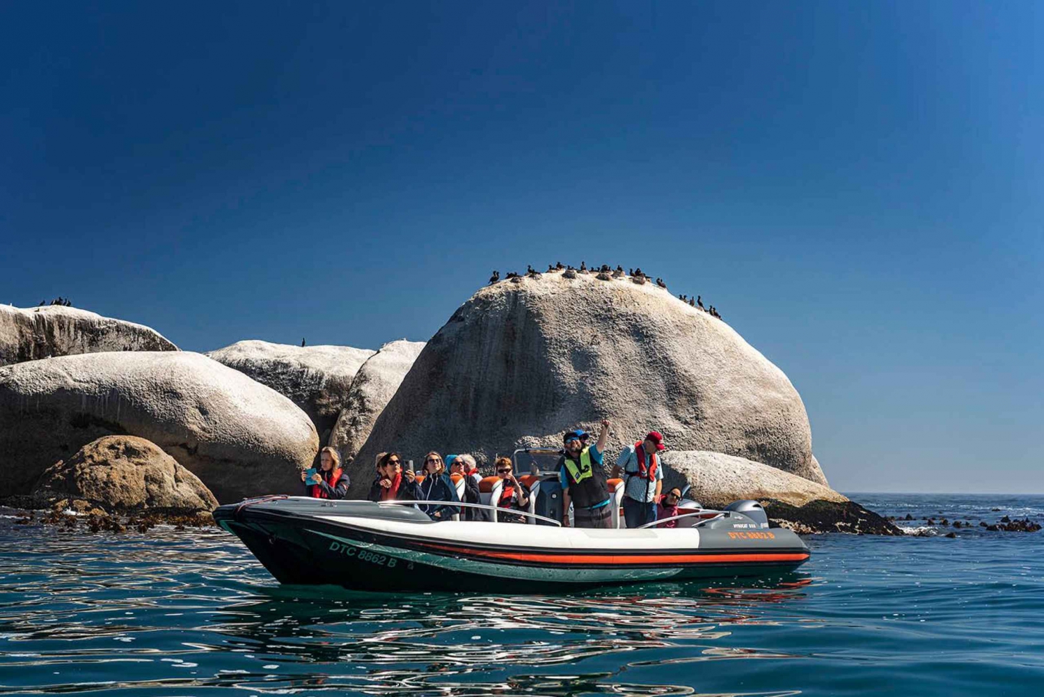 Le Cap : visite de la faune marine depuis le V&A Waterfront