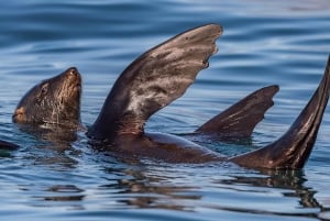 Le Cap : visite de la faune marine depuis le V&A Waterfront