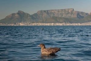 Cidade do Cabo: Excursão pela Vida Selvagem Marinha saindo do V&A Waterfront