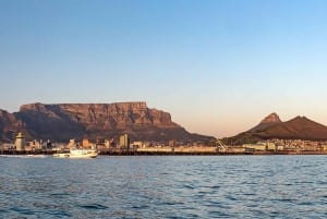 Kapstaden: Rundtur i det marina djurlivet från V&A Waterfront