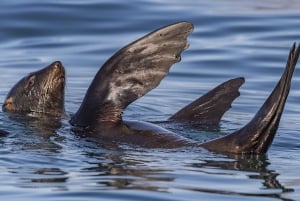 Cape Town: Marine Wildlife Tour from the V&A Waterfront