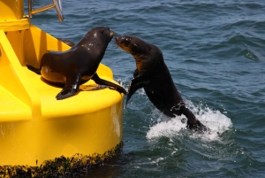 Cape Town: Marine Wildlife Tour from the V&A Waterfront