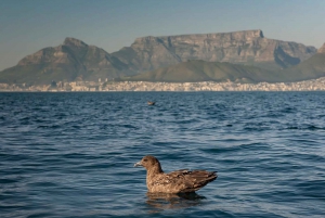 Cape Town: Marine Wildlife Tour from the V&A Waterfront
