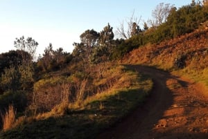 Le Cap : Vélo de montagne de Table Mountain à Constantia