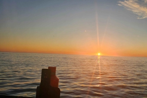 Cidade do Cabo: Safári Oceânico de 1 hora