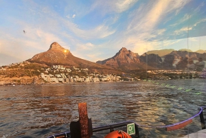 Cidade do Cabo: Safári Oceânico de 1 hora