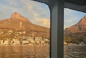 Cidade do Cabo: Safári Oceânico de 1 hora