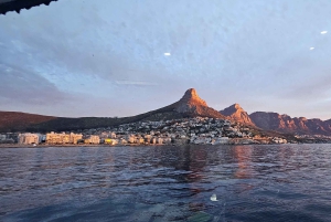 Cidade do Cabo: Safári Oceânico de 1 hora
