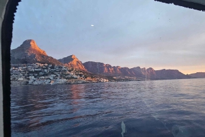 Cidade do Cabo: Safári Oceânico de 1 hora