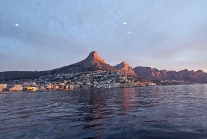 Cidade do Cabo: Safári Oceânico de 1 hora