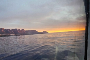 Cidade do Cabo: Safári Oceânico de 1 hora