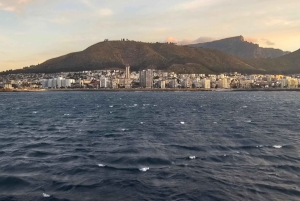 Cidade do Cabo: Safári Oceânico de 1 hora
