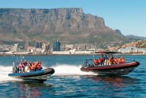 Safari océanique du Cap : Aventure en Speed Boat à Table Bay