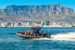 Cape Town Ocean Safari: Speed Boat Adventure in Table Bay