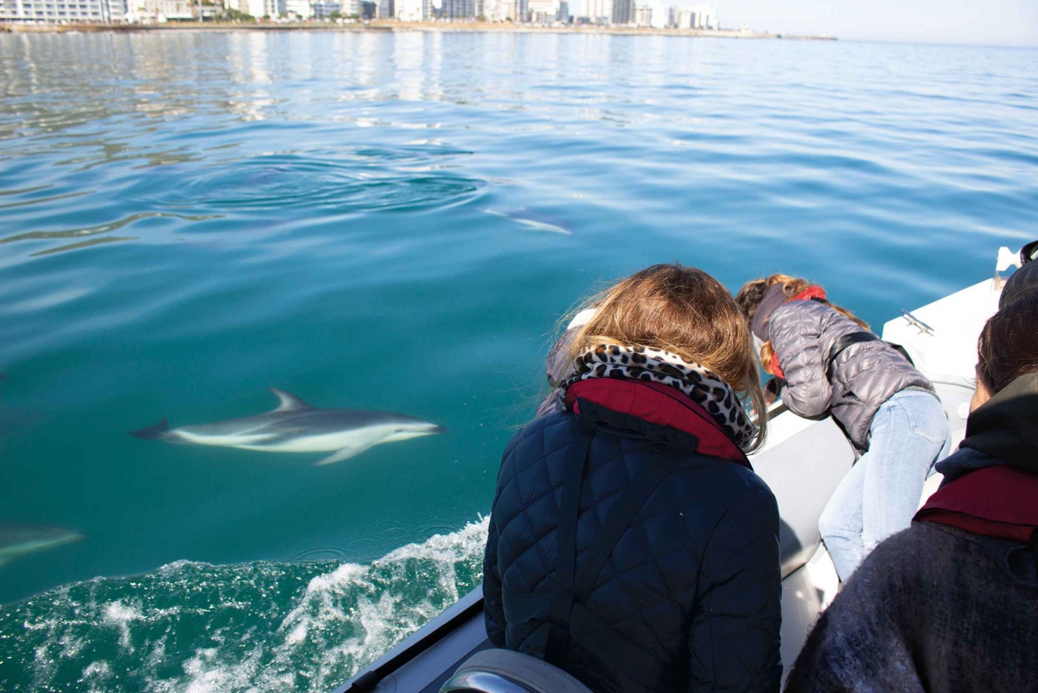 Cape Town: Ocean Wildlife Encounter Guided Boat Tour