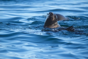 Cape Town: Ocean Wildlife Encounter Guided Boat Tour