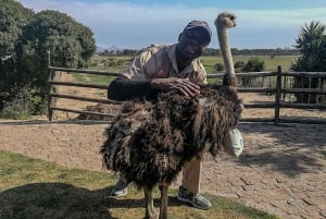 KAPSTADEN: STRUDSERANCH QUAD BIKE RIDE & STRUDSETUR