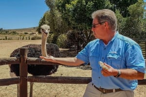KAPSTADEN: STRUDSERANCH QUAD BIKE RIDE & STRUDSETUR
