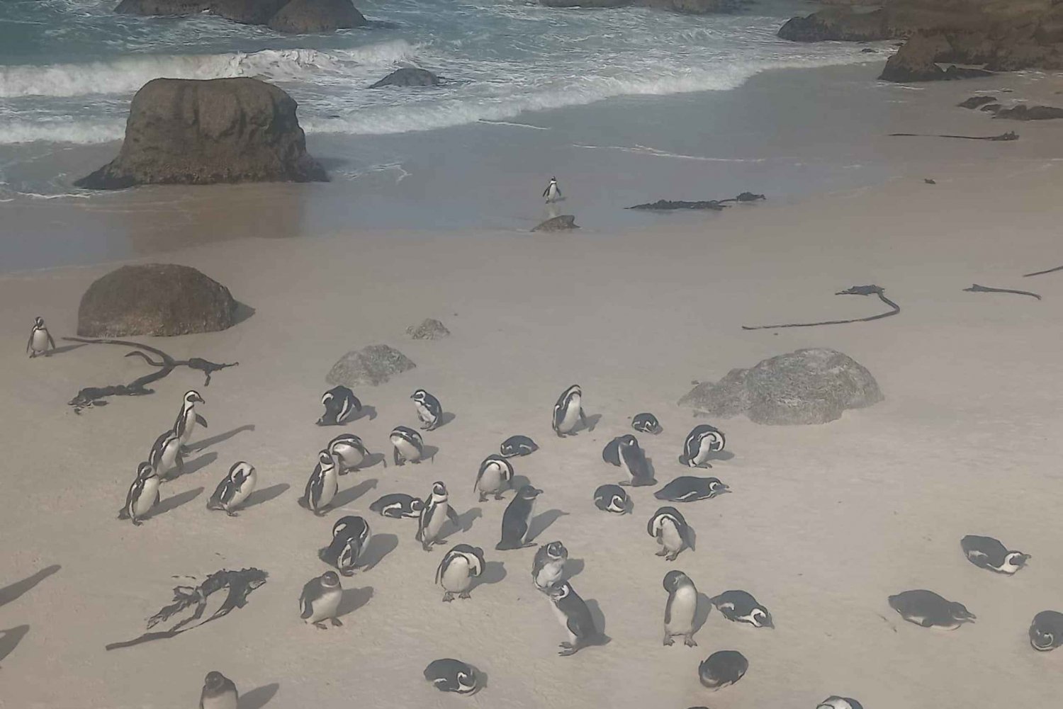 Kapsztad: półdniowa wycieczka z obserwacją pingwinów na plaży Boulders Beach