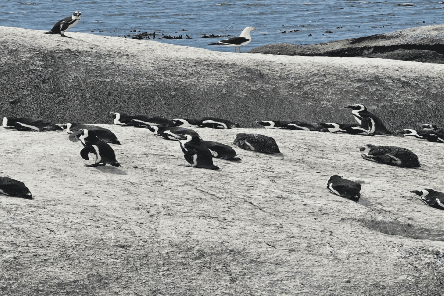 Le Cap : visite d'une demi-journée pour observer les pingouins à Boulders Beach
