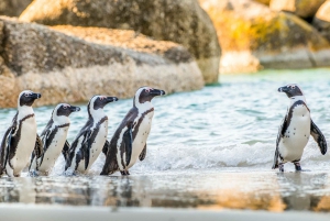 Cape Town: Halvdagstur med pingvinobservasjon på Boulders Beach