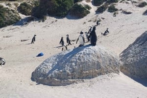 Kapstaden: Halvdagstur med pingvinskådning vid Boulders Beach