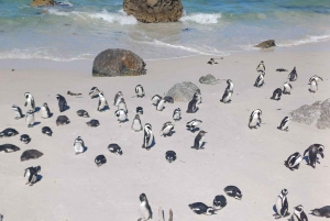 ケープタウン：ボルダーズ ビーチでのペンギン ウォッチング 半日ツアー