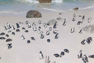 Le Cap : visite d'une demi-journée pour observer les pingouins à Boulders Beach