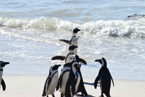 Cape Town: Penguins & Cape of Good Hope Half Day Shared Tour