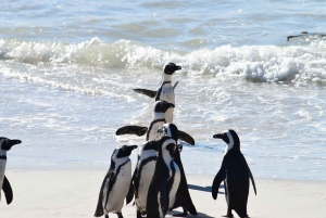 Le Cap : demi-journée partagée avec les pingouins et le cap de Bonne-Espérance