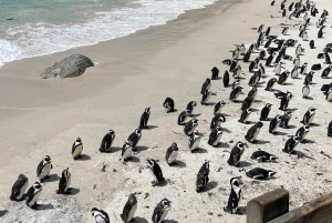 Kapstaden: Halvdagstur på halvön i jeep med guide