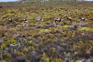 Cape Town: Peninsula, Penguins & Cape of Good Hope Day Tour