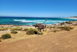 Cape Town: Peninsula, Penguins & Cape of Good Hope Day Tour