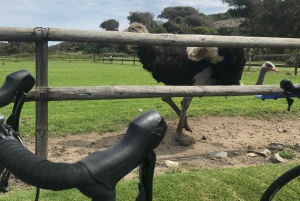 Кейптаун: велосипедный тур по полуострову