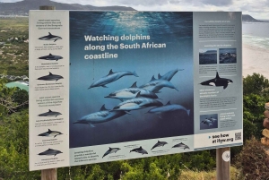 Cape Town: Tur til halvøya, Kapp det Gode Håp og pingviner