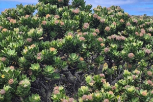 Cape Town: Tur til halvøya, Kapp det Gode Håp og pingviner