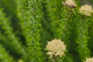 Cape Town: Tur til halvøya, Kapp det Gode Håp og pingviner