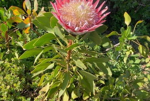 Cape Town: Tur til halvøya, Kapp det Gode Håp og pingviner