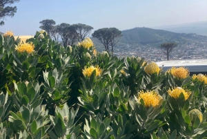 Cape Town: Tur til halvøya, Kapp det Gode Håp og pingviner