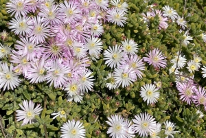 Cape Town: Tur til halvøya, Kapp det Gode Håp og pingviner