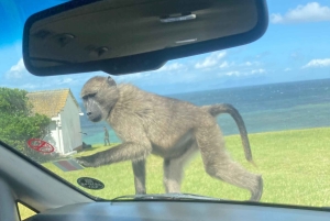 Cape Town: Tur til halvøya, Kapp det Gode Håp og pingviner