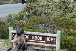 Cape Town: Tur til halvøya, Kapp det Gode Håp og pingviner