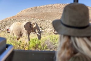 Cape Town: Premium Attractions City Pass with Bus Tour