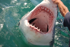 Кейптаун: Премиум-абонемент на достопримечательности города с автобусным туром