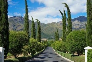 Cape Town: Premium Small Group Wine Tour with Tastings