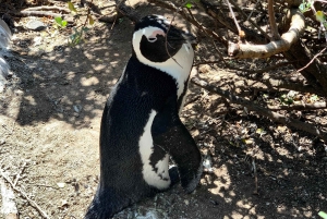 Cape Town Private Airport Transfers to City/Intercity