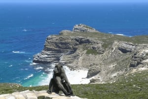 Le Cap : visite privée du Cap de Bonne Espérance et de la plage des Boulders