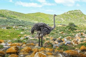 Le Cap : visite privée du Cap de Bonne Espérance et de la plage des Boulders