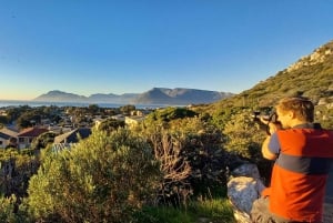 Cape Town: Privat morgenutflukt til Kapp det gode håp Cape Point